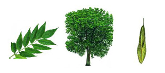 devon-ash-tree surgeon