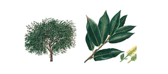 devon-bay-willow-tree surgeon