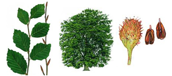 devon-beech-tree surgeon