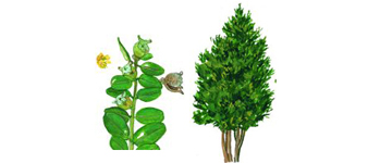 evon-box-tree surgeon