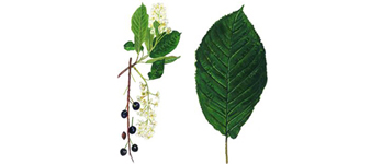 devon-cherry-bird-tree surgeon