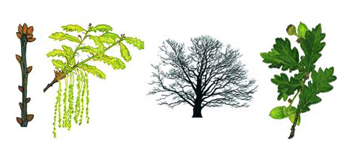devon-common-oak-tree surgeon