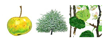 devon-crab-apple-tree surgeon