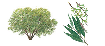 devon-crack-willow-tree surgeon