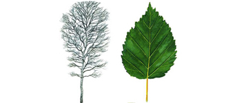 devon-downy-birch-tree surgeon