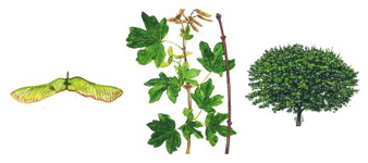 devon-field-maple-tree surgeon