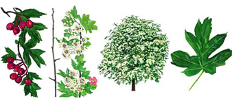 devon-hawthorn-common-tree surgeon