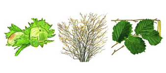 devon-hazel-common-tree surgeon
