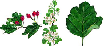 devon-tree-surgeon-hawthorn-midland