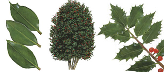 devon-tree-surgeon-holly-tree