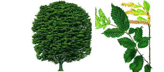devon-tree-surgeon-hornbeam-common