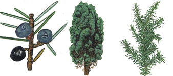 devon-tree-surgeon-juniper