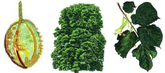 devon-tree-surgeon-large-leaved-lime