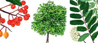 devon-tree-surgeon-rowan