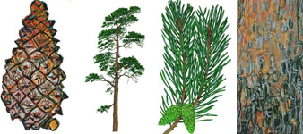 devon-tree-surgeon-scots-pine