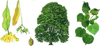 devon-tree-surgeon-small_leaved_lime