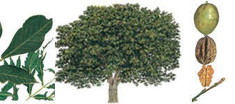 devon-tree-surgeon-walnut-common