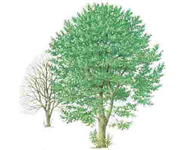 devon-tree-surgeon-white-beam