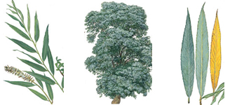 devon-tree-surgeon-white-willow
