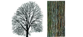 devon-tree-surgeon-wych-elm