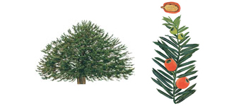 devon-tree-surgeon-yew_common