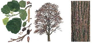 devon_alder_tree surgeon